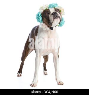 Cane Boston Terrier con accessori e abbigliamento su sfondo bianco Foto Stock