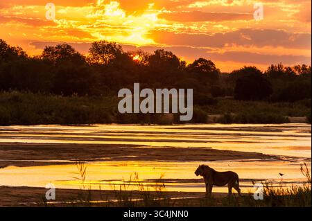 leone (Panthera leo), leone maschio in piedi sulla riva del fiume al tramonto, silhouette, Sudafrica, riserva di caccia Mala Mala Foto Stock