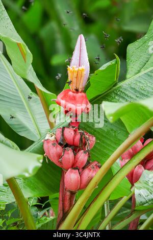 Banana pelosa, banana di velluto rosa (Musa velutina), infructescenza con banane giovani e fiori, Costa Rica, Limone Foto Stock