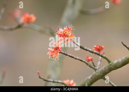 Acero rosso, acero paludoso (Acer rubrum "Brandywine", Acer rubrum Brandywine), ramo fiorente della cultivar Brandywine Foto Stock