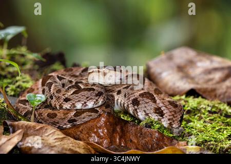 Terciopelo, Fer-de-lance, barba amarilla (Bothrops asper, Bothrops andianus asper), si trova tra le foglie sul muschio del terreno forestale, Costa Foto Stock