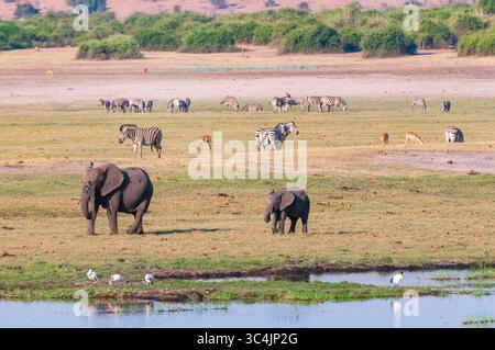 Elefante africano (Loxodonta africana), elefanti, impala e zebre, pascolano e foraggiano vicino a una pozza d'acqua, Botswana, Chobe National Park, Kasane Foto Stock