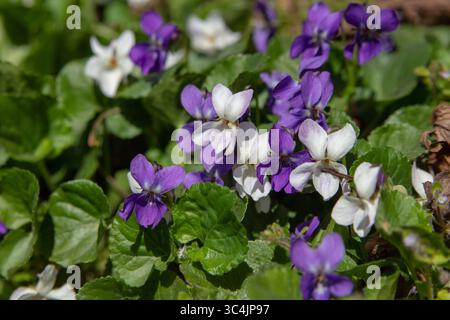 in primavera i fiori crescono nelle violette bianche e blu della foresta Foto Stock