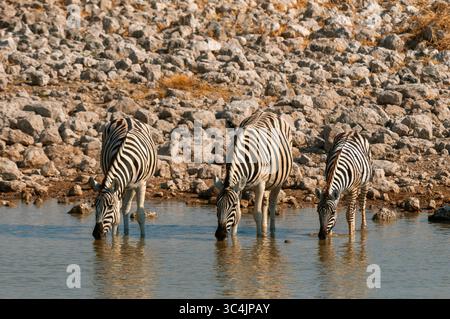 Zebra di Burchell, zebra, zebra comune, zebra di pianura (Equus quagga burchelli, Equus burchelli), tre zebre di Burchell che si trovano insieme in un waterhol Foto Stock
