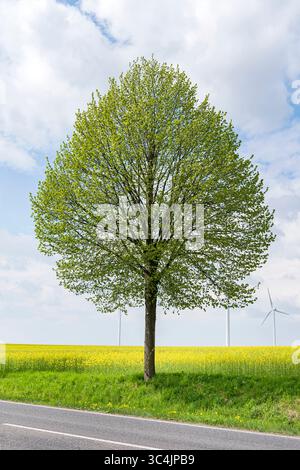 Tiglio a foglia piccola, tiglio littleleaf, tiglio a foglia piccola (Tilia cordata 'Greenspire', Tilia cordata Greenspire), albero di strada della cultivar Greenspire, e Foto Stock