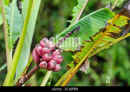 Banana pelosa, banana di velluto rosa (Musa velutina), infructescenza con le banane, Costa Rica, Limone Foto Stock