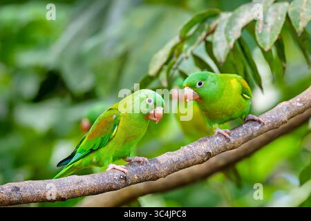 Parakeet con pannolini arancioni (Brotogeris jugularis), coppia siede su un ramo nella foresta pluviale, Costa Rica, Alajuela, la fortuna Foto Stock