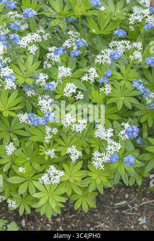 Legno dolce, cannuccia dolce (Galium odoratum, Asperula odorata), fiorita in un giardino, insieme a Garden Forget-me-nots, Bundesrepublik D. Foto Stock