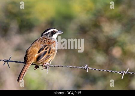 stripe-headed sparrow (Aimophila ruficauda), perching on a barbed wire fence, Costa Rica, Guanacaste National Park Foto Stock