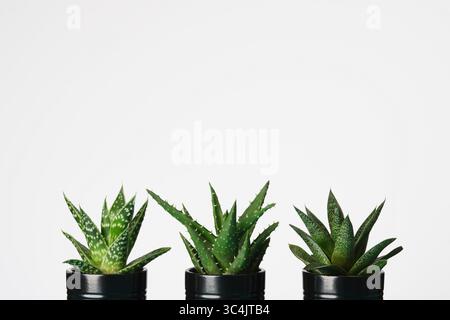 Tre piante succulente in vaso in vasi neri su sfondo bianco. Spazio per il testo. Foto Stock