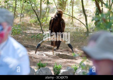 Un'aquila dorata presso il Centro Falconeria di Dubrava vicino a Sibenik, Croazia è in quarantena a causa di un infortunio permanente alle ali il 29 luglio 2025. Foto: Hrvoje Jelavic/PIXSELL Foto Stock