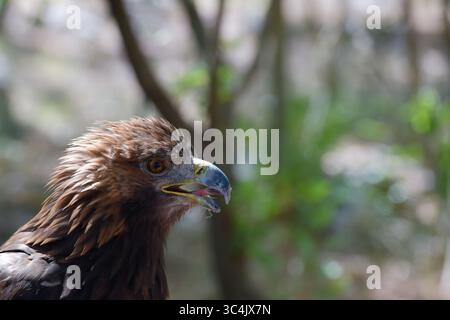 Un'aquila dorata presso il Centro Falconeria di Dubrava vicino a Sibenik, Croazia è in quarantena a causa di un infortunio permanente alle ali il 29 luglio 2025. Foto: Hrvoje Jelavic/PIXSELL Foto Stock