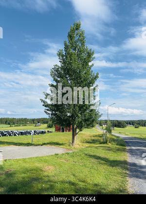 Un alto albero verde raggiunge il cielo in una giornata luminosa e soleggiata in un ambiente rurale. Foto Stock