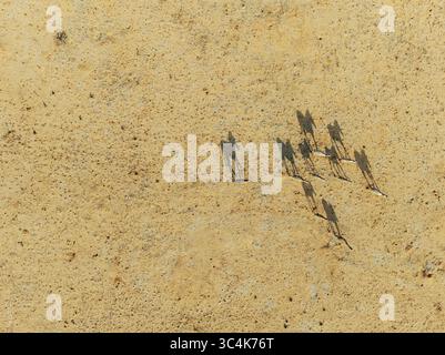Vista aerea del deserto del Namib, cupo dal sole, dove un branco di zebre getta lunghe ombre sul paesaggio ocra, nel deserto del Namib, in Namibia. Foto Stock
