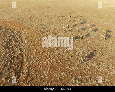 Vista aerea del deserto del Namib, cupo dal sole, dove una mandria di antilopi Oryx gettava lunghe ombre sul paesaggio ocra, nel deserto del Namib, in Namibia. Foto Stock