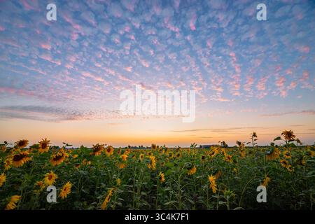 Girasoli dorati sotto il cielo vivace durante il sereno tramonto estivo Foto Stock