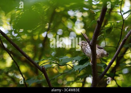 Un giovane uccellino si siede su un ramo tra la fitta vegetazione di una foresta. La calda luce diffusa crea un bellissimo bokeh naturale. Foto Stock