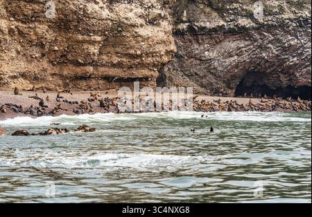 Una grande colonia di leoni marini su una spiaggia rocciosa alle Isole Ballestas in Perù Foto Stock
