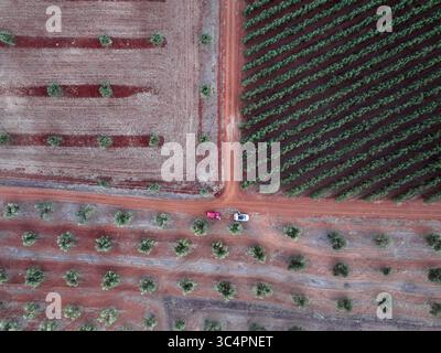 Vista aerea di vigneti e oliveti ben organizzati, il terreno rosso che contrasta con il verde del fogliame, un arazzo rurale dall'alto, Reguengos de Monsaraz, il distretto di Évora, Portogallo. Foto Stock