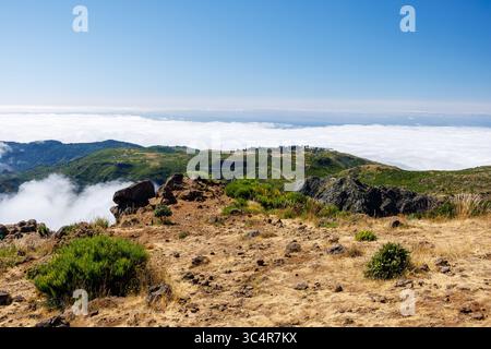 Terreno roccioso, ciuffi di erba verde e fiori in cima a Pico do Arieiro, Madeira, Portogallo. Foto di alta qualità Foto Stock