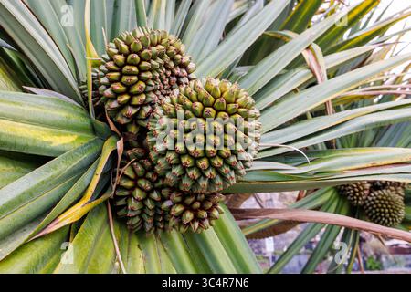 Tre grandi frutti verdi di Pandanus incorniciati da foglie. Pandano, palma Pandanus, frutta esotica. Foto di alta qualità Foto Stock