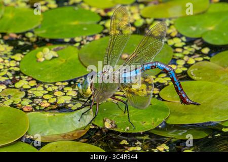Dragonfly Imperatore / Imperatore blu (Anax imperator / Anax formosa) femmina con addome blu che dedica uova in acqua del ruscello in estate Foto Stock