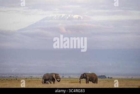 Vista di due elefanti che pascolano nel campo dorato, con il maestoso Monte Kilimangiaro innevato parzialmente velato da nuvole in lontananza, Kimana, Contea di Kajiado, Kenya. Foto Stock