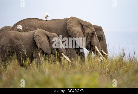 Vista dei maestosi elefanti che pascolano pacificamente nella savana dorata, le loro zanne d'avorio brillano sotto la luce soffusa, con uccelli appollaiati sulla schiena, Kimana, Kajiado County, Kenya. Foto Stock