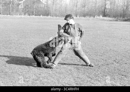 I Bouviers si allenano con, tra l'altro, il Tackle Work Hoofddorp, honden, Hoofddorp, paesi Bassi, 12-02-1984 Whizgle News, Dutch Desk, Paesi Bassi, 1950-2000 Un giovane interagisce giocosamente con un grande orso, dimostrando un esercizio di allenamento in un campo erboso circondato da alberi. L'uomo appare concentrato, mentre l'orso si impegna giocosamente, mostrando un legame unico tra i due. Foto Stock