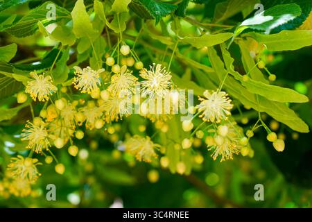 Vista macro dei fiori di tiglio in piena fioritura. Stami gialli e foglie verdi crogiolano sotto la luce del sole estivo in natura Foto Stock