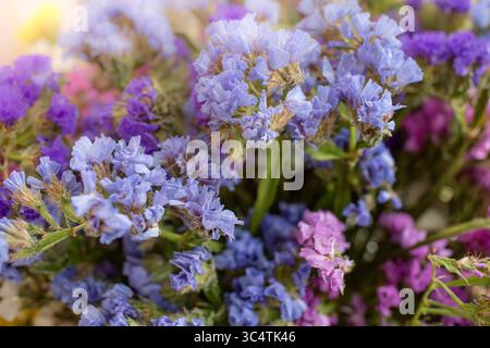 Bouquet di fiori multicolori primo piano (Limonium sinuatum, Statice sinuata) in una varietà di colori Foto Stock