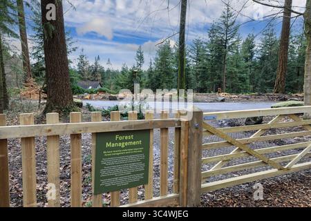 Forest management at Center Parcs, Longleat Forest Holiday Village, Warminster, Wiltshire, England, UK, Foto Stock