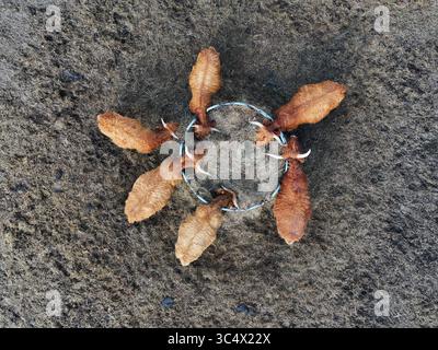 Veduta aerea delle mucche riunite intorno a un bacino di alimentazione in un campo, Bralitz, Brandeburgo, Germania. Foto Stock