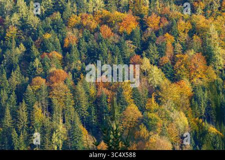 Foto aerea di una fitta foresta nel picco dell'autunno, che mostra un vivace mix di colori rosso, arancione, giallo e verde tra alberi sempreverdi e decidui Foto Stock