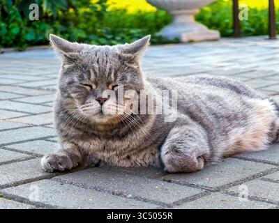 Gatto rilassato sdraiato sulla pavimentazione a occhi chiusi Foto Stock