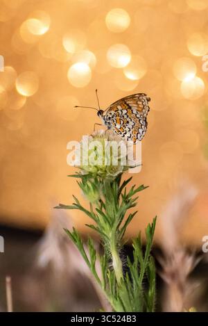 Farfalla appollaiata su un fiore su uno sfondo dorato scintillante nel momento sereno della natura Foto Stock