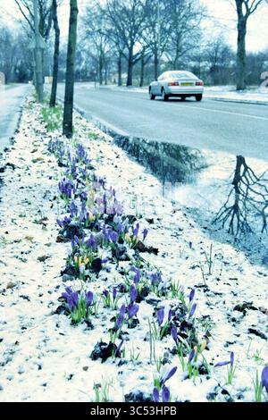 Snow, Z'voort, Zandvoort, 30-03-1996 Whizgle News, Dutch Desk, i Paesi Bassi, 1950-2000 Una tranquilla scena stradale con vibranti fiori viola che emergono da macchie di neve, con una strada tranquilla e alberi che fiancheggiano lo sfondo, riflettendo un'atmosfera tranquilla all'inizio della primavera. Foto Stock