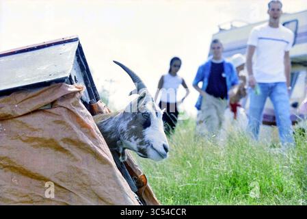 Dance Valley Goers, 03-08-2001 Whizgle News, Dutch Desk, The Netherlands, 1950-2000 Una curiosa capra sbircia fuori da un rifugio improvvisato, mentre un gruppo di persone passeggiano nelle vicinanze, godendosi un ambiente informale all'aperto. Foto Stock