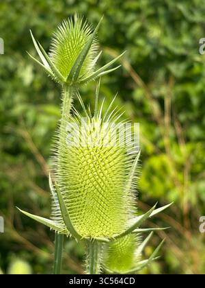 Erbaccia Wild Teasel Foto Stock