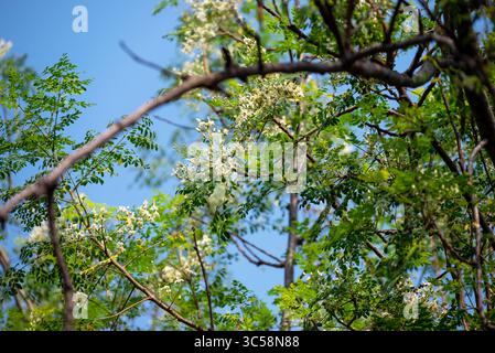 Fiore dell'albero di Moringa. Rafano o Kalamunggay, Fiore di rombo, Moringa oleifera, pianta medicinale Foto Stock