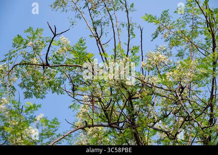 Fiore dell'albero di Moringa. Rafano o Kalamunggay, Fiore di rombo, Moringa oleifera, pianta medicinale Foto Stock