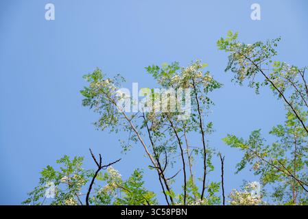 Fiore dell'albero di Moringa. Rafano o Kalamunggay, Fiore di rombo, Moringa oleifera, pianta medicinale Foto Stock