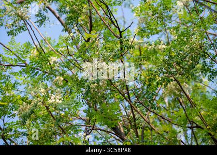 Fiore dell'albero di Moringa. Rafano o Kalamunggay, Fiore di rombo, Moringa oleifera, pianta medicinale Foto Stock