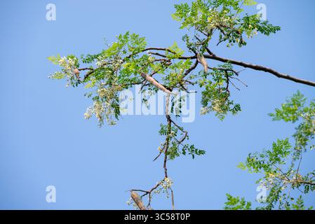 Fiore dell'albero di Moringa. Rafano o Kalamunggay, Fiore di rombo, Moringa oleifera, pianta medicinale Foto Stock