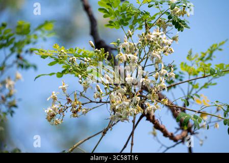 Fiore dell'albero di Moringa. Rafano o Kalamunggay, Fiore di rombo, Moringa oleifera, pianta medicinale Foto Stock
