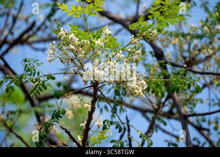 Fiore dell'albero di Moringa. Rafano o Kalamunggay, Fiore di rombo, Moringa oleifera, pianta medicinale Foto Stock