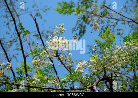 Fiore dell'albero di Moringa. Rafano o Kalamunggay, Fiore di rombo, Moringa oleifera, pianta medicinale Foto Stock
