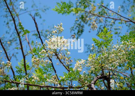 Fiore dell'albero di Moringa. Rafano o Kalamunggay, Fiore di rombo, Moringa oleifera, pianta medicinale Foto Stock