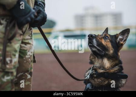 8 gennaio 2020 - Yokosuka, Kanagawa, Giappone - addestratori militari di cani dell'esercito, della Marina e dell'Aeronautica degli Stati Uniti, si riuniscono per una giornata di addestramento congiunto con i loro K-9 al Comandante, attività della flotta di Yokosuka, Giappone. Gli MWD ricoprono un ruolo importante nella base a cui sono assegnati, proteggendo le risorse governative eseguendo il rilevamento di armi, bombe e droghe durante l'installazione. (Immagine di credito: © U.S. Navy/ZUMA Wire/ZUMAPRESS.com) Foto Stock