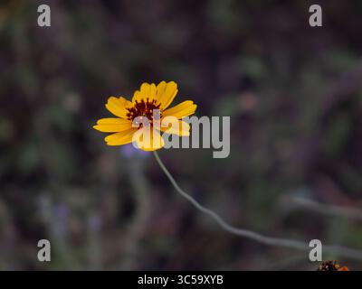 Primo piano di un singolo fiore selvatico giallo del Texas che fiorisce alla luce naturale del sole, fotografato in Texas, Stati Uniti. Foto Stock